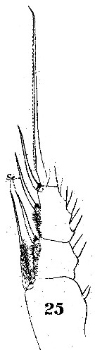 Espce Haloptilus chierchiae - Planche 7 de figures morphologiques