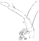 Espce Haloptilus chierchiae - Planche 4 de figures morphologiques