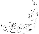 Espce Haloptilus mucronatus - Planche 10 de figures morphologiques