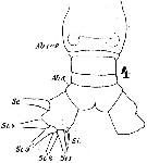 Espce Haloptilus mucronatus - Planche 4 de figures morphologiques