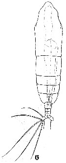 Espce Haloptilus mucronatus - Planche 8 de figures morphologiques