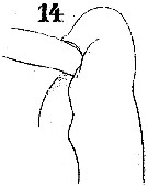 Espce Haloptilus mucronatus - Planche 9 de figures morphologiques