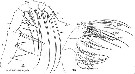 Espce Haloptilus mucronatus - Planche 7 de figures morphologiques