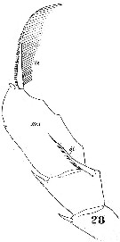 Espce Augaptilus megalurus - Planche 4 de figures morphologiques