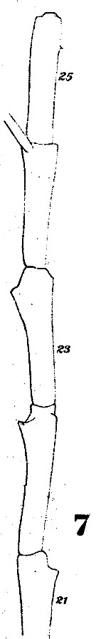 Espce Augaptilus megalurus - Planche 3 de figures morphologiques