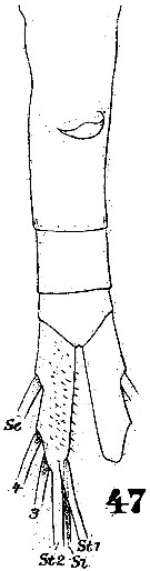 Espce Augaptilus megalurus - Planche 2 de figures morphologiques