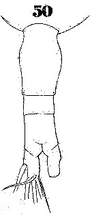 Espce Euaugaptilus palumbii - Planche 6 de figures morphologiques