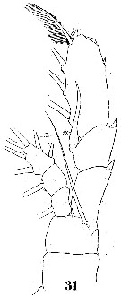 Espce Augaptilus longicaudatus - Planche 5 de figures morphologiques