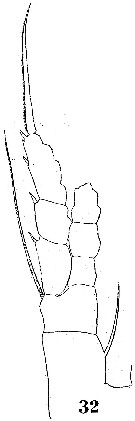 Espce Euaugaptilus palumbii - Planche 7 de figures morphologiques