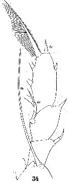 Espce Euaugaptilus filigerus - Planche 7 de figures morphologiques