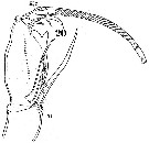 Espce Corycaeus (Onychocorycaeus) latus - Planche 2 de figures morphologiques