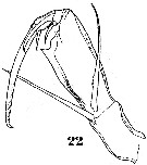 Espce Corycaeus (Urocorycaeus) furcifer - Planche 4 de figures morphologiques