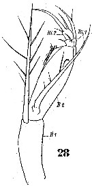 Espce Farranula rostrata - Planche 3 de figures morphologiques