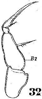 Espce Farranula rostrata - Planche 4 de figures morphologiques