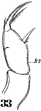 Espce Farranula rostrata - Planche 5 de figures morphologiques