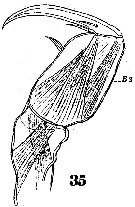 Espce Corycaeus (Urocorycaeus) furcifer - Planche 6 de figures morphologiques