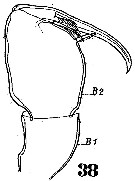 Espce Corycaeus (Agetus) limbatus - Planche 5 de figures morphologiques