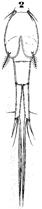 Espce Corycaeus (Onychocorycaeus) latus - Planche 3 de figures morphologiques