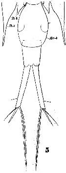 Espce Corycaeus (Corycaeus) crassiusculus - Planche 6 de figures morphologiques