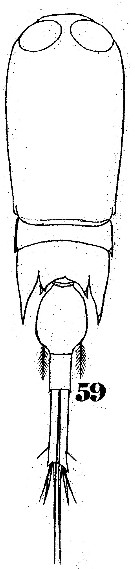 Espce Corycaeus (Corycaeus) crassiusculus - Planche 7 de figures morphologiques