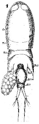 Espce Corycaeus (Onychocorycaeus) latus - Planche 4 de figures morphologiques
