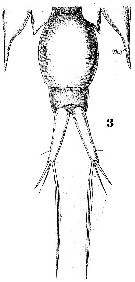 Espce Corycaeus (Onychocorycaeus) latus - Planche 5 de figures morphologiques