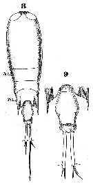 Espce Corycaeus (Agetus) flaccus - Planche 7 de figures morphologiques