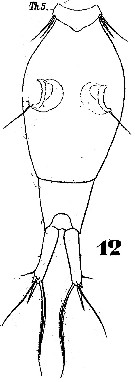 Espce Corycaeus (Onychocorycaeus) catus - Planche 5 de figures morphologiques