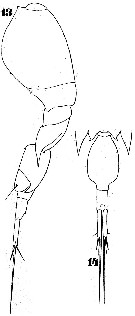 Espce Corycaeus (Onychocorycaeus) catus - Planche 6 de figures morphologiques