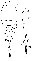 Espce Corycaeus (Onychocorycaeus) giesbrechti - Planche 6 de figures morphologiques