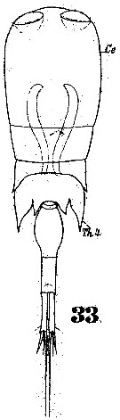 Espce Corycaeus (Onychocorycaeus) giesbrechti - Planche 7 de figures morphologiques