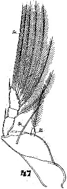 Espce Corycaeus (Onychocorycaeus) giesbrechti - Planche 8 de figures morphologiques