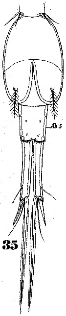 Espce Corycaeus (Agetus) limbatus - Planche 7 de figures morphologiques