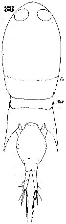 Espce Corycaeus (Monocorycaeus) robustus - Planche 3 de figures morphologiques