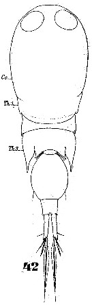 Espce Corycaeus (Monocorycaeus) robustus - Planche 4 de figures morphologiques