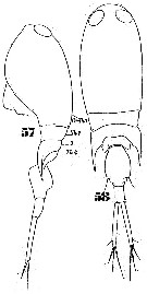 Espce Corycaeus (Ditrichocorycaeus) lubbocki - Planche 3 de figures morphologiques
