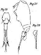 Espce Corycaeus (Ditrichocorycaeus) tenuis - Planche 2 de figures morphologiques