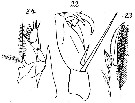 Espce Corycaeus (Ditrichocorycaeus) tenuis - Planche 3 de figures morphologiques