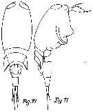 Espce Corycaeus (Ditrichocorycaeus) andrewsi - Planche 3 de figures morphologiques