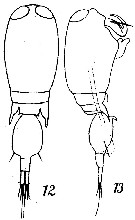 Espce Corycaeus (Ditrichocorycaeus) andrewsi - Planche 6 de figures morphologiques