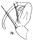 Espce Corycaeus (Ditrichocorycaeus) andrewsi - Planche 7 de figures morphologiques