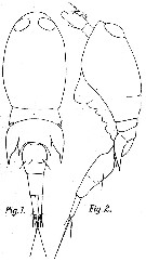 Espce Corycaeus (Ditrichocorycaeus) asiaticus - Planche 4 de figures morphologiques