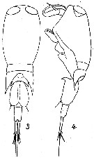 Espce Corycaeus (Ditrichocorycaeus) asiaticus - Planche 7 de figures morphologiques