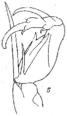 Espce Corycaeus (Ditrichocorycaeus) asiaticus - Planche 5 de figures morphologiques