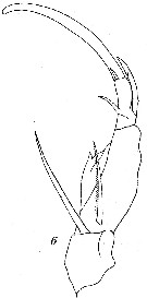 Espce Corycaeus (Ditrichocorycaeus) asiaticus - Planche 8 de figures morphologiques