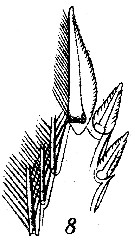 Espce Corycaeus (Ditrichocorycaeus) asiaticus - Planche 6 de figures morphologiques