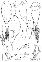 Espce Oncaea paraclevei - Planche 1 de figures morphologiques