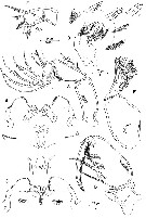 Espce Oncaea paraclevei - Planche 2 de figures morphologiques