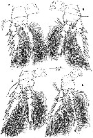 Espce Oncaea paraclevei - Planche 3 de figures morphologiques
