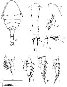 Species Oithona sp. - Plate 1 of morphological figures